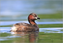 <p>POTÁPKA MALÁ (Tachybaptus ruficollis) /Little grebe – Zwergtaucher/</p>